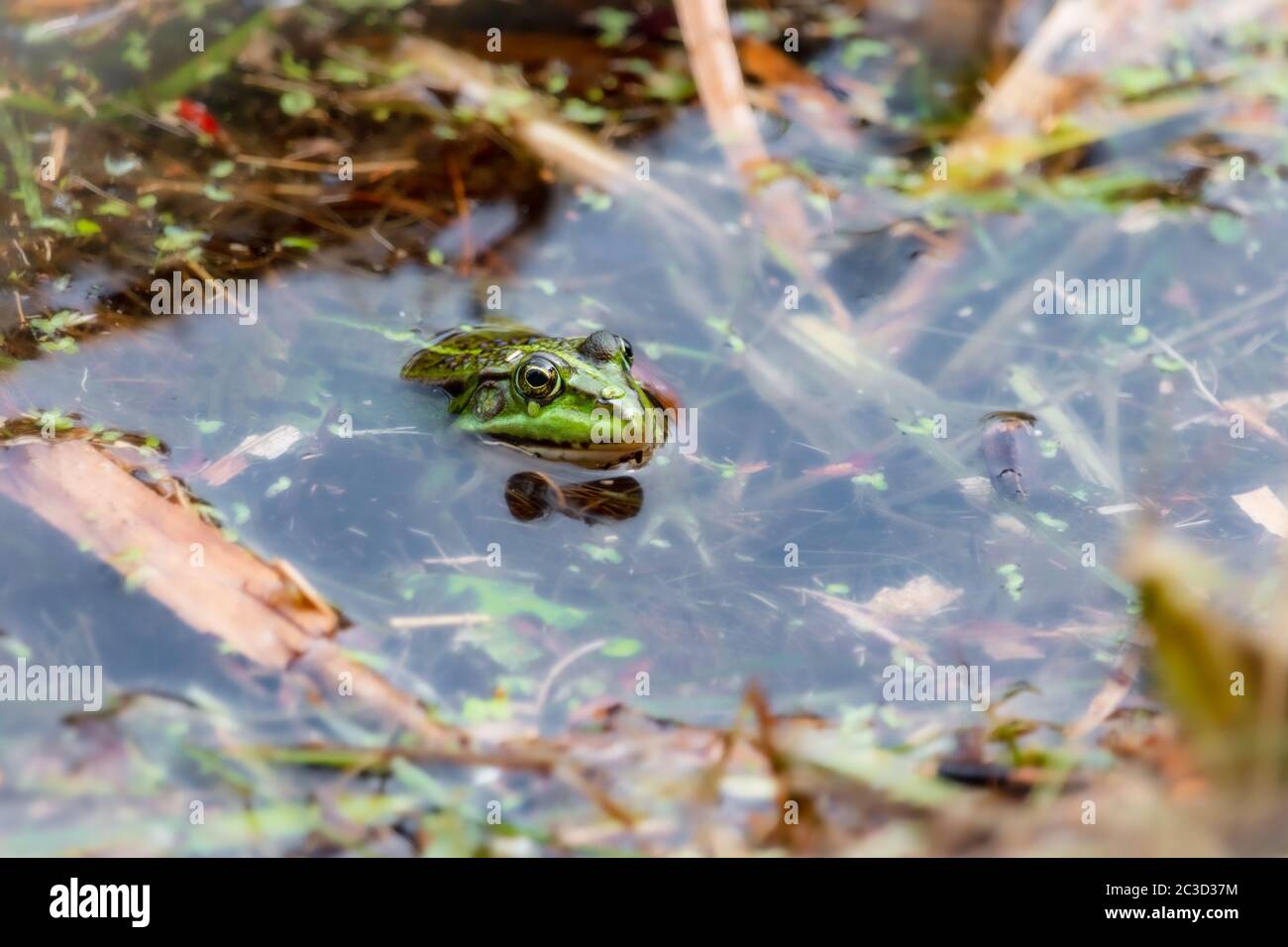 A green frog in the water between the water plants looks at us, photo taken in the province of Overijssel in the Netherlands Stock Photo