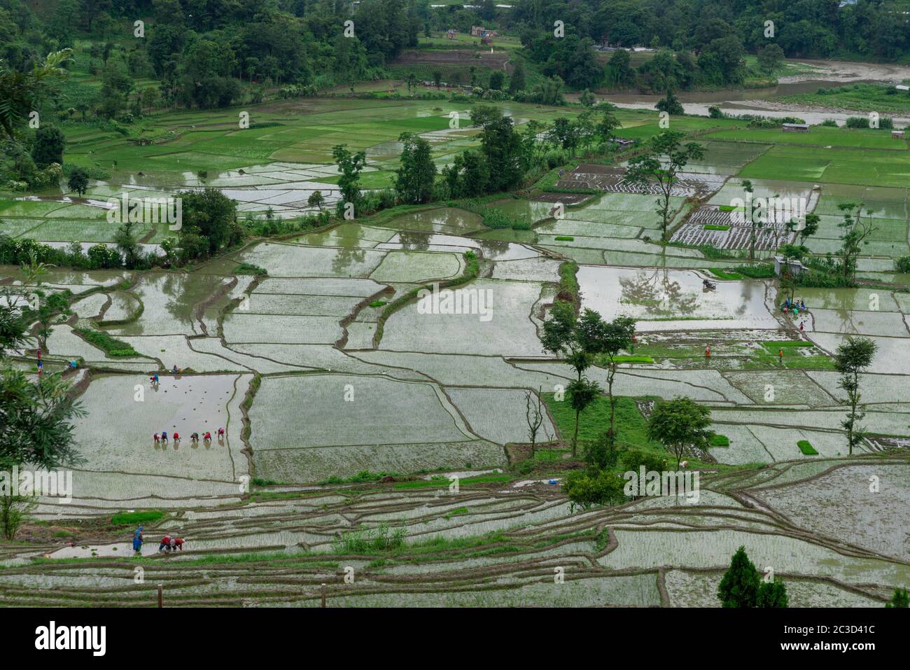 Start rice planting in fields hi-res stock photography and images - Alamy