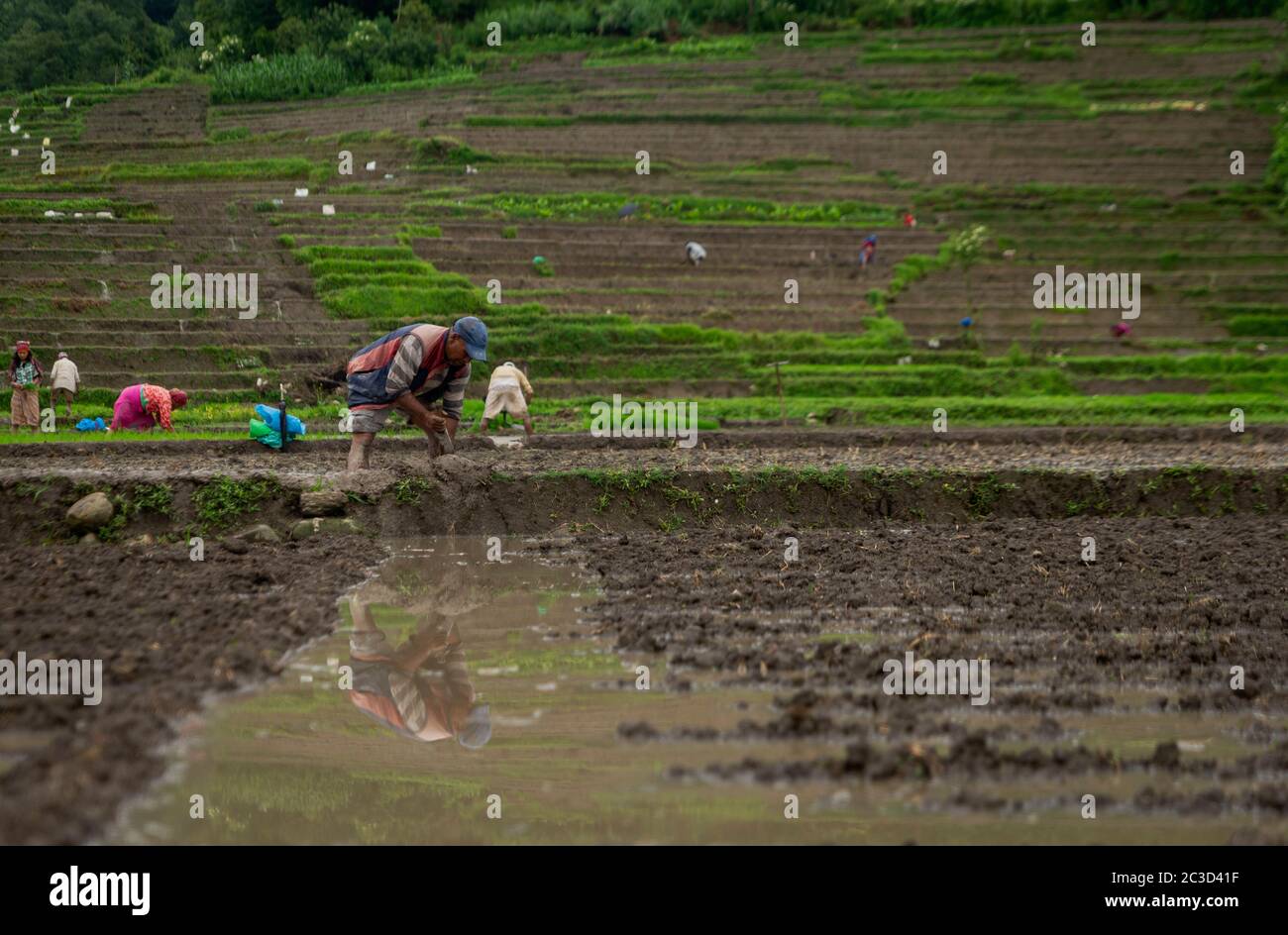 Start rice planting in fields hi-res stock photography and images - Alamy