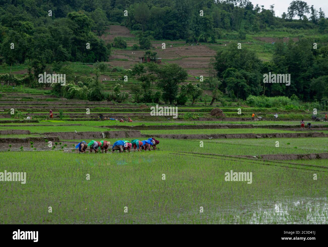 Start rice planting in fields hi-res stock photography and images - Alamy