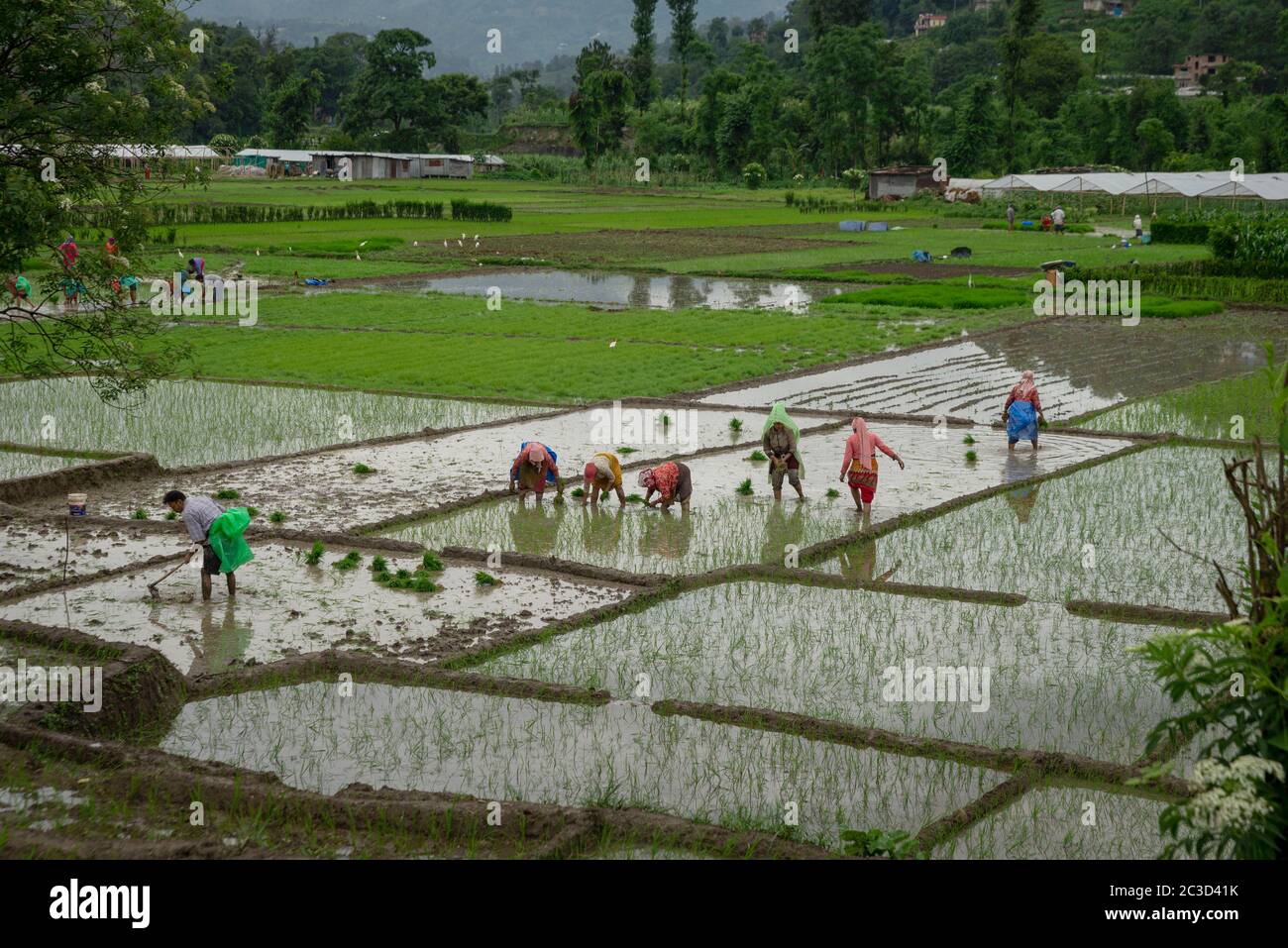 Start rice planting in fields hi-res stock photography and images - Alamy