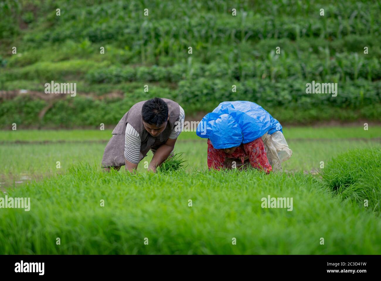 Start rice planting in fields hi-res stock photography and images - Alamy