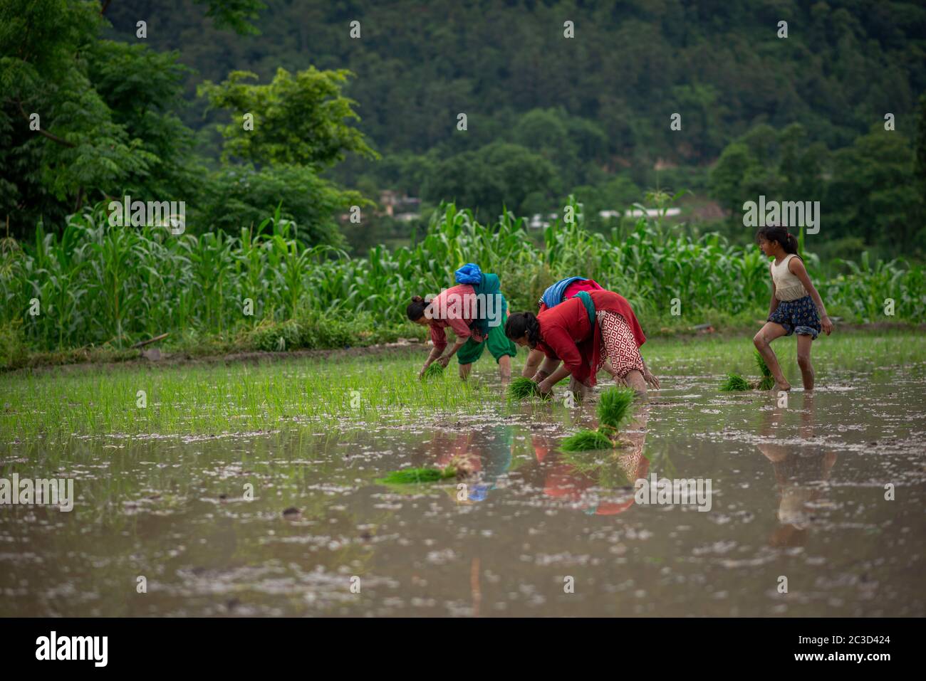 Start rice planting in fields hi-res stock photography and images - Alamy