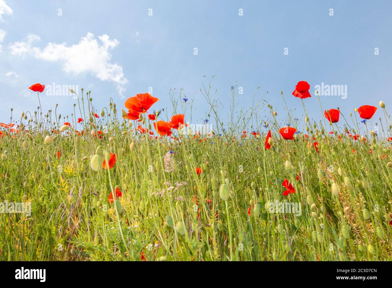 Field flowers with bright colors in the Netherlands in the spring, and a beautiful blue sky Stock Photo