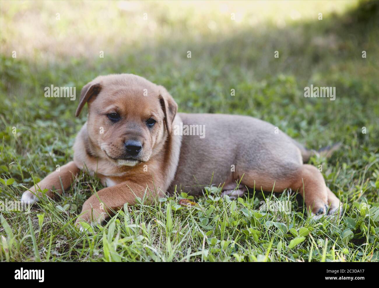 Cute puppy lying on grass Stock Photo - Alamy