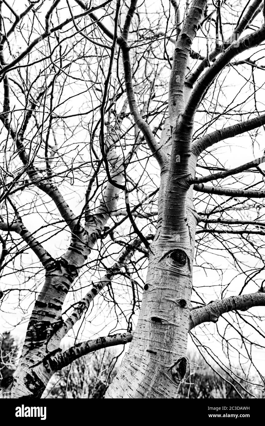 Birch Tree in Winter Stock Photo