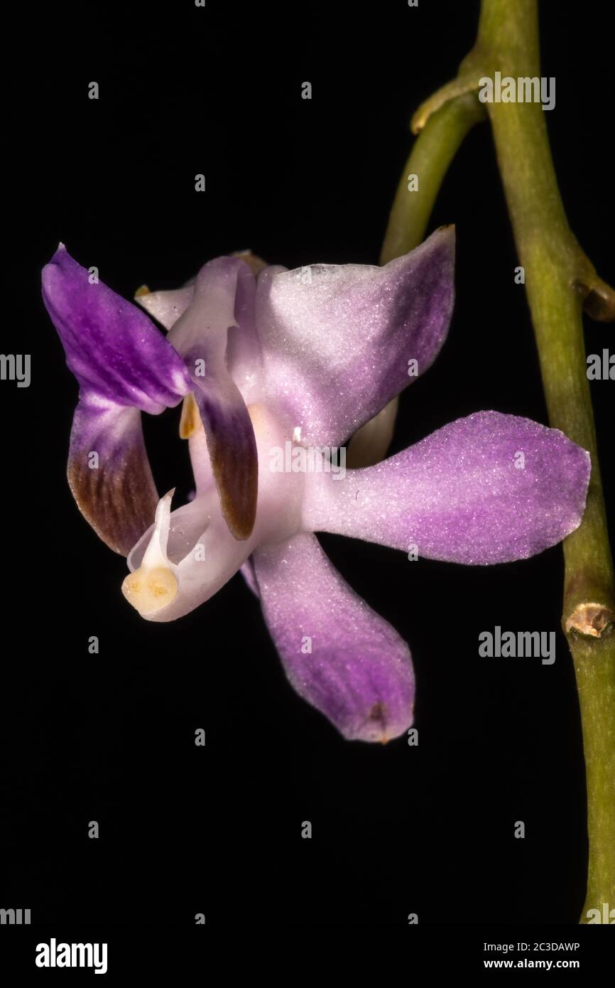 Beautiful Doritis (Phalaenopsis pulcherrima 'Coerula') Stock Photo