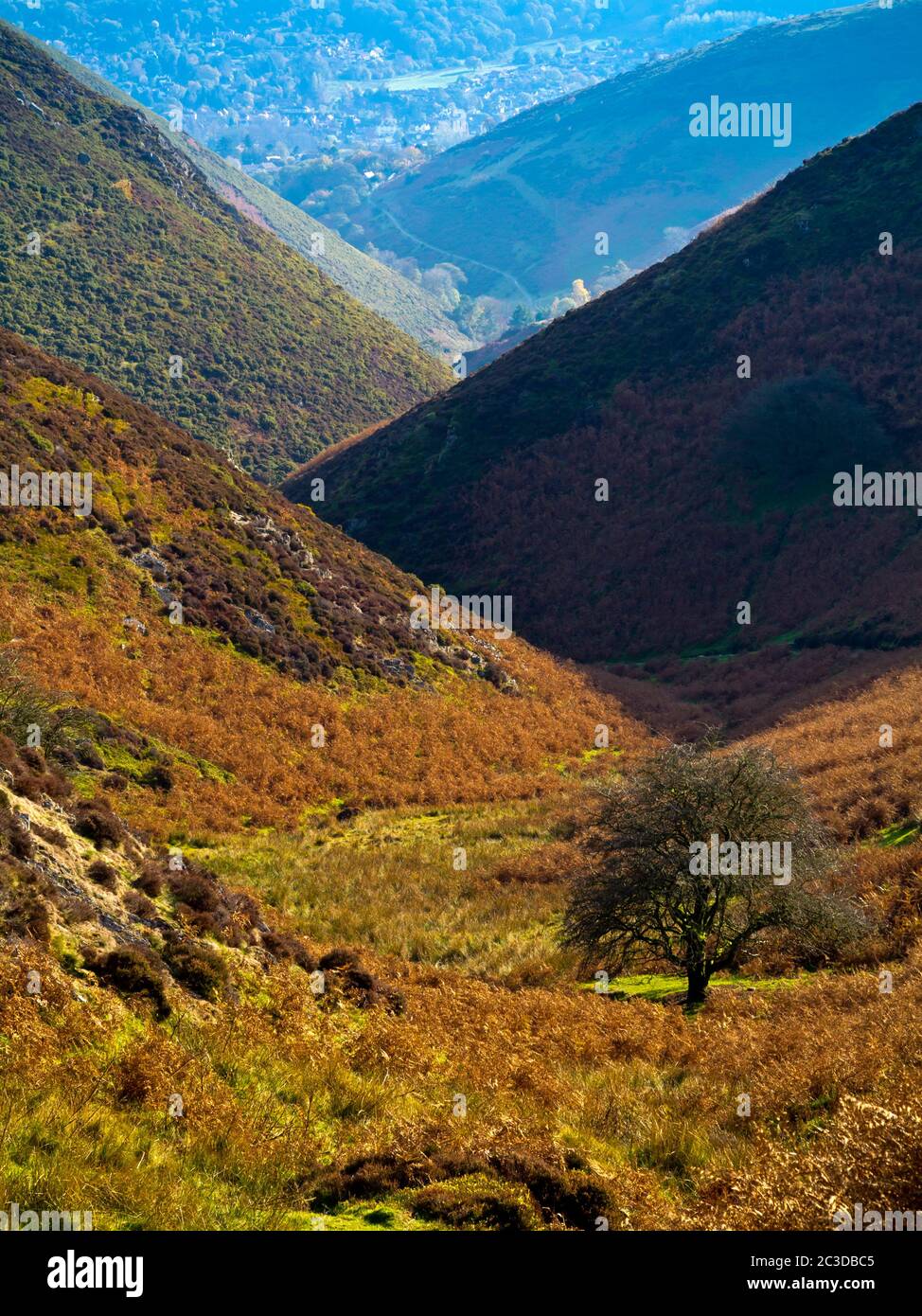 Lone tree in Carding Mill Valley a popular walking destination in the Shropshire Hills area of outstanding natural beauty England UK. Stock Photo