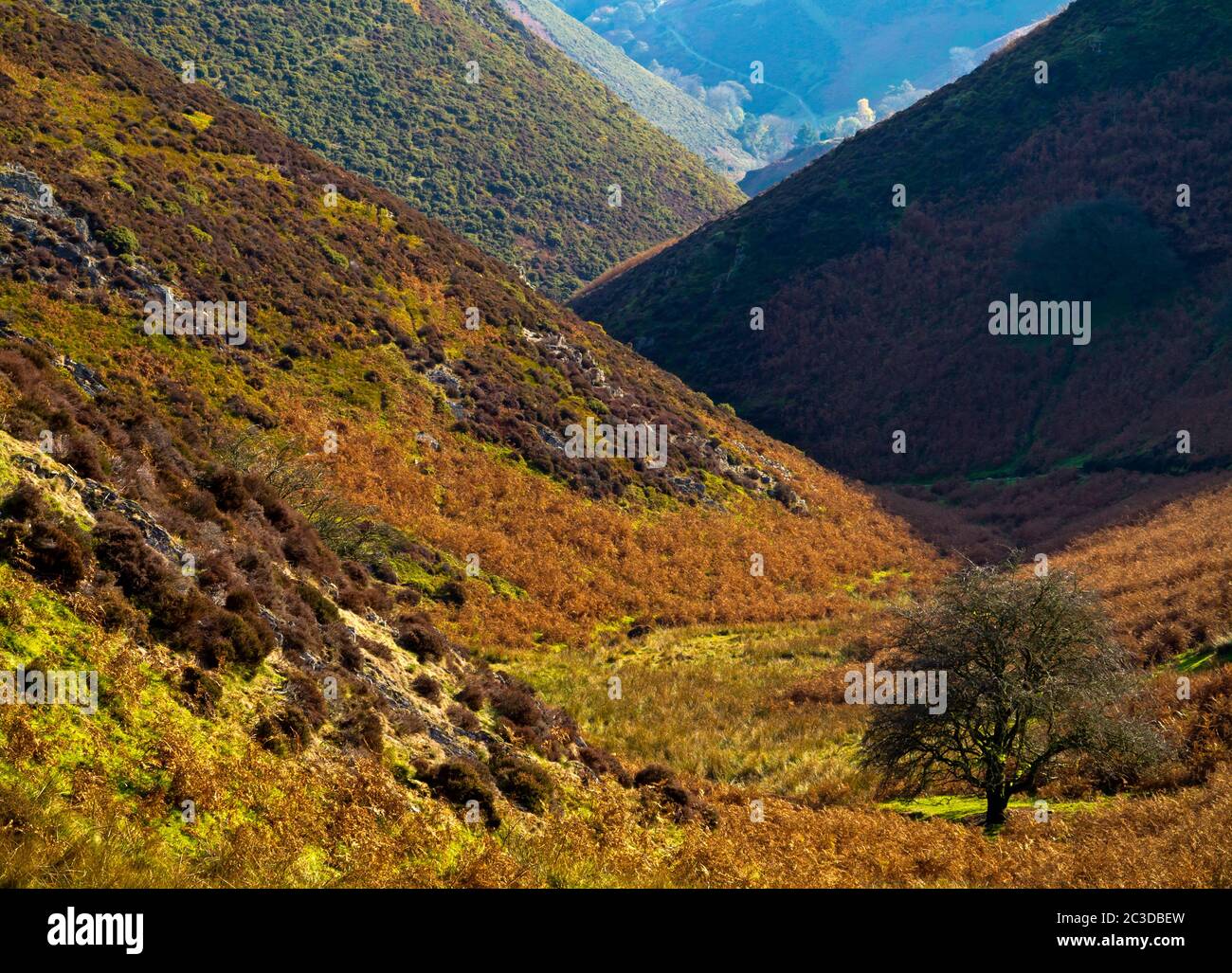 Lone tree in Carding Mill Valley a popular walking destination in the Shropshire Hills area of outstanding natural beauty England UK. Stock Photo