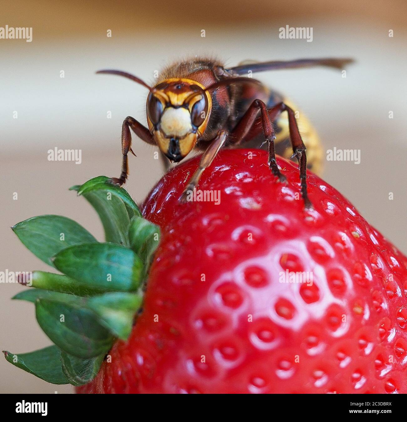 Queen European hornet Vespa crabro on a strawberry - UK Stock Photo