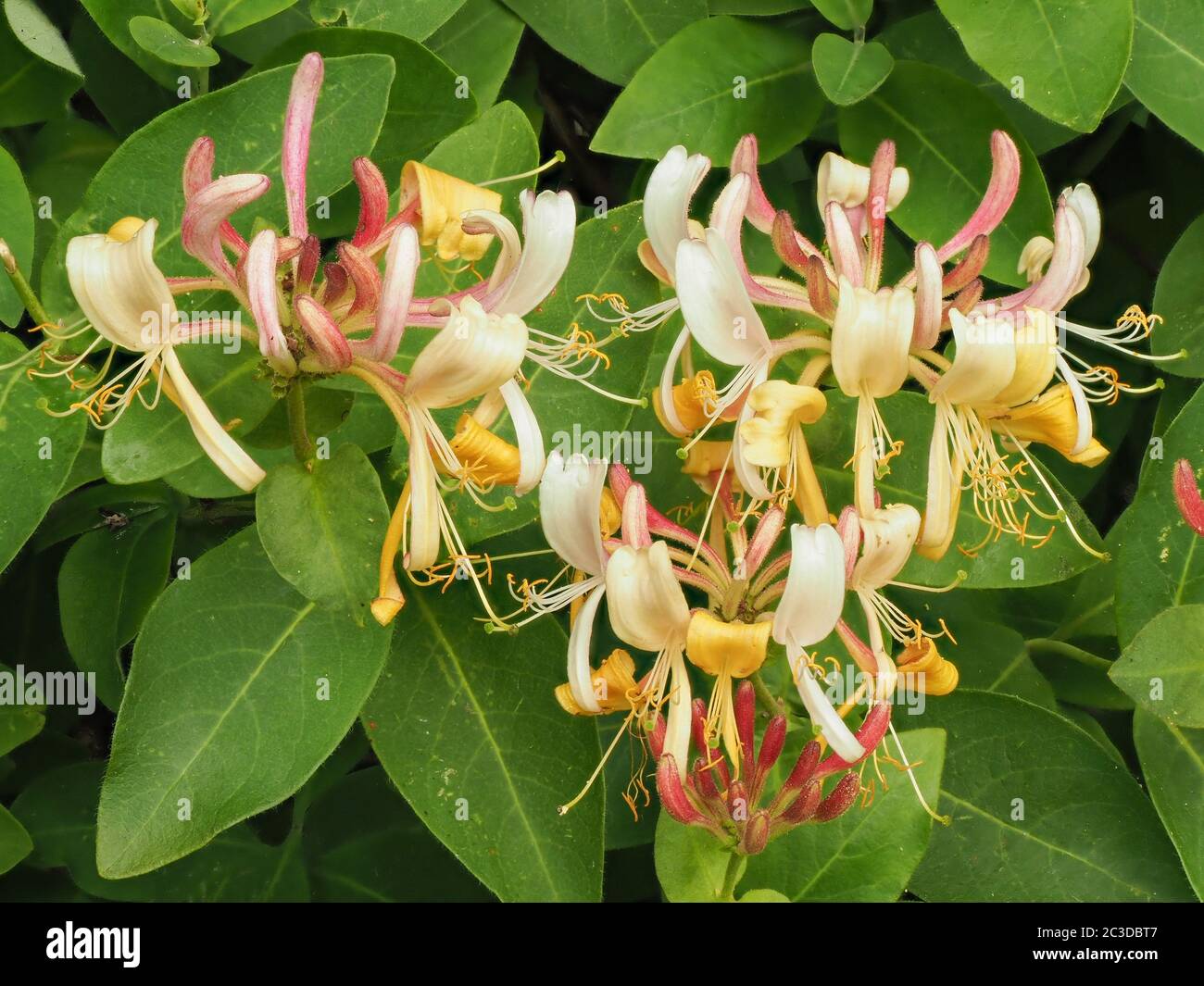 Honeysuckle Lonicera periclymenum - the native species flowering at the edge of woodland in Somerset UK Stock Photo