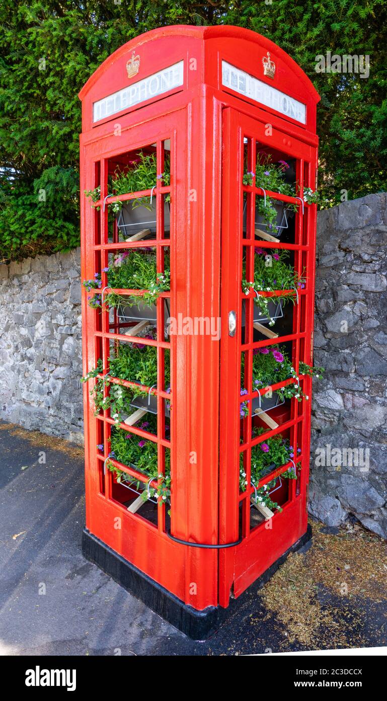 K6 red telephone box in a quiet area of Bristol UK with no glass but filled with trays of flowering plants Stock Photo