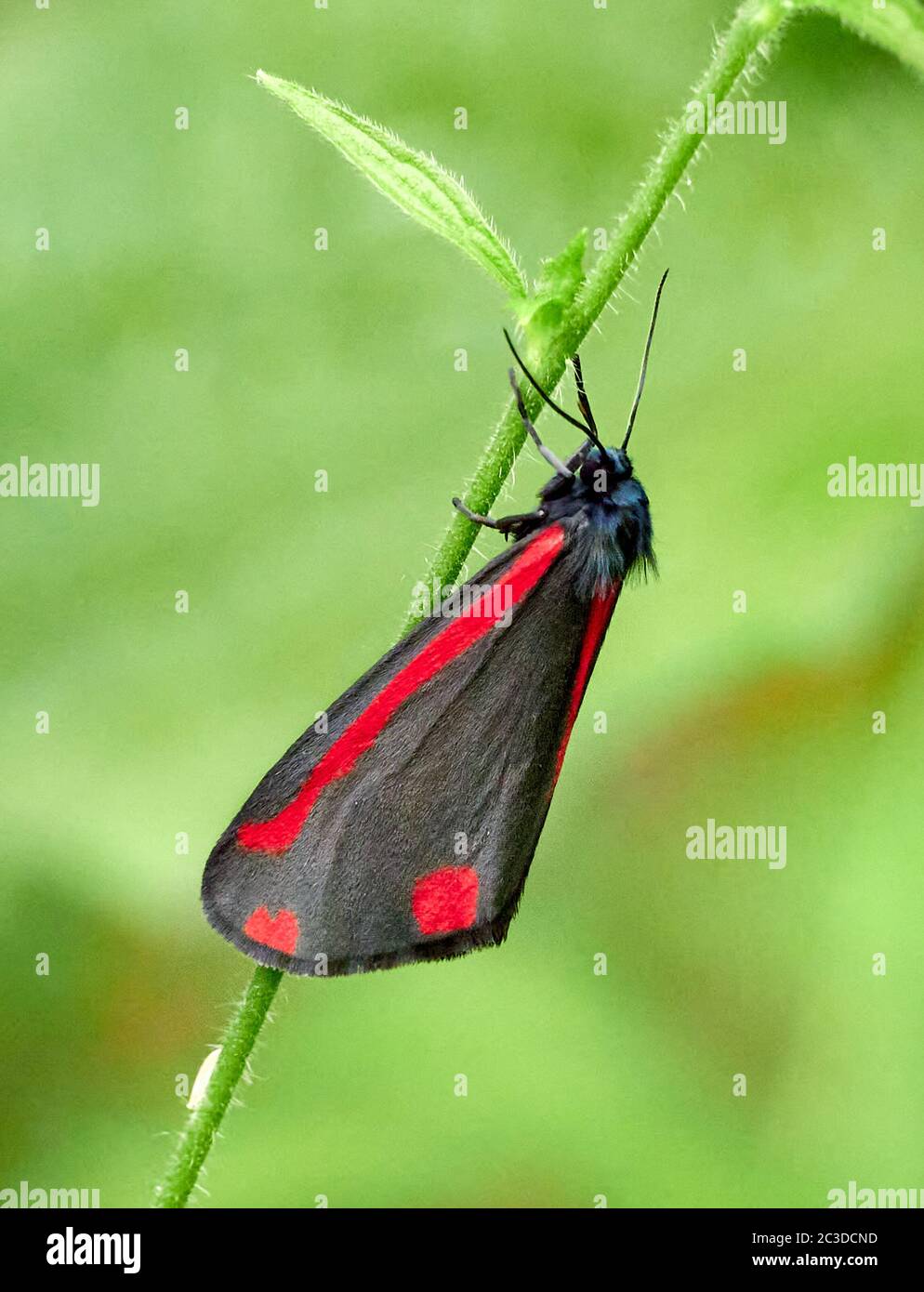 Cinnabar moth Tyria jacobaeae with wings drooped on a cloudy day