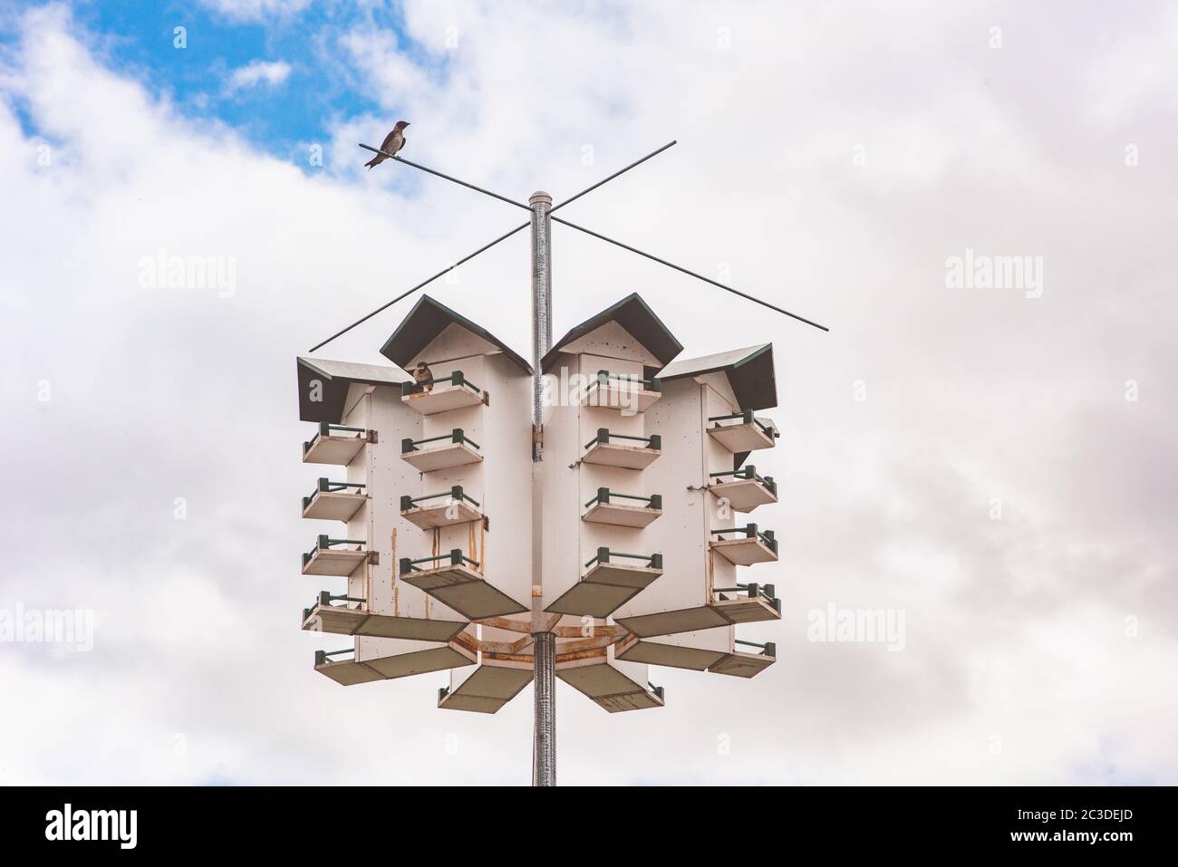 Purple martin birdhouse hi-res stock photography and images - Alamy
