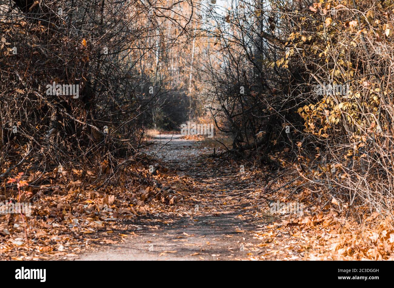 street in the city of Chernobyl in autumn Stock Photo