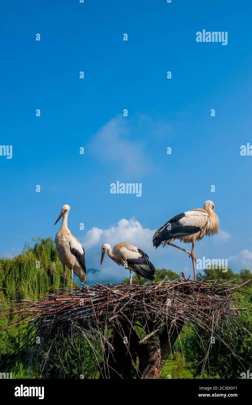 White storks (Ciconia ciconia) on a nest at the Centre de reintroduction des cigognes (Center to reintroduce the whit stork) near Hunawihr, Alsace in Stock Photo