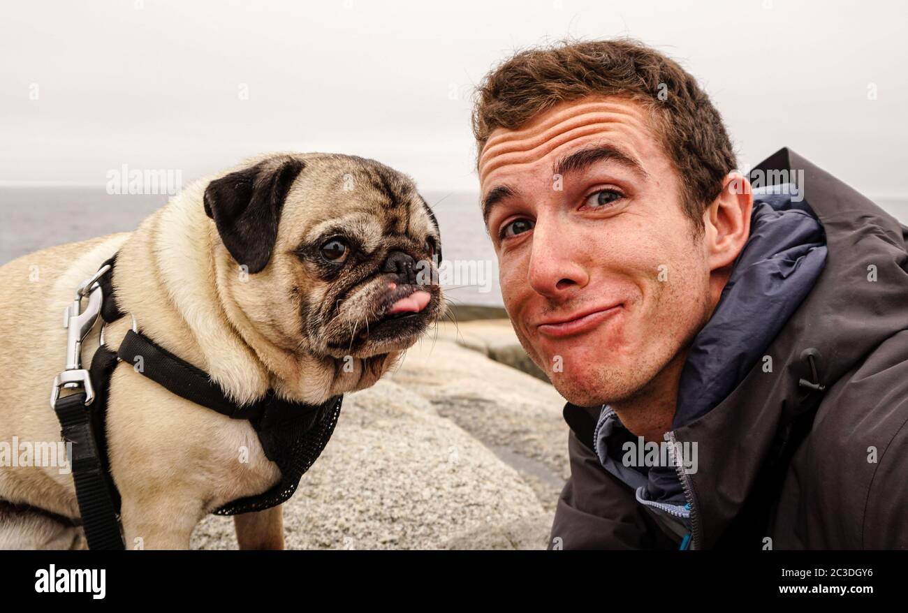 Pug dog at Peggys Cove in Canada. Stock Photo