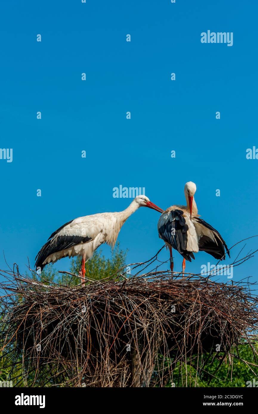 White storks (Ciconia ciconia) on a nest preening at the Centre de reintroduction des cigognes (Center to reintroduce the whit stork) near Hunawihr, A Stock Photo