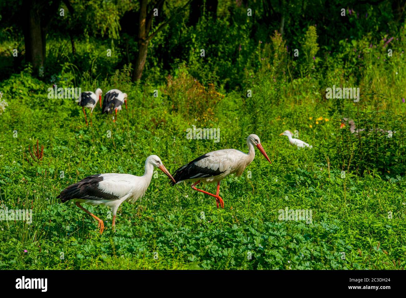 White storks (Ciconia ciconia) feeding in a meadow at the Centre de reintroduction des cigognes (Center to reintroduce the whit stork) near Hunawihr, Stock Photo