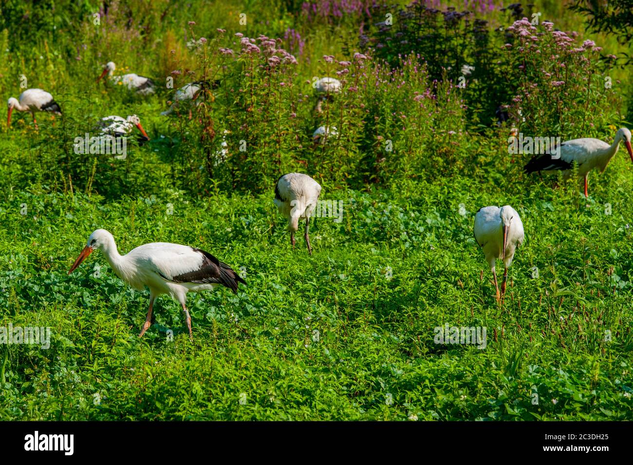 White storks (Ciconia ciconia) feeding in a meadow at the Centre de reintroduction des cigognes (Center to reintroduce the whit stork) near Hunawihr, Stock Photo