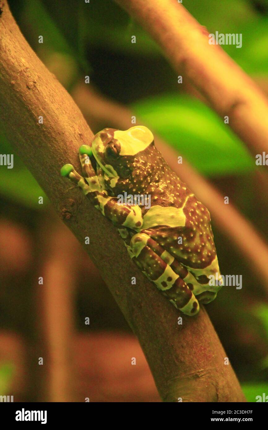 Amazon milk frog in terrarium Trachycephalus resinifictrix. Animal from Amazon Rainforest in South A Stock Photo