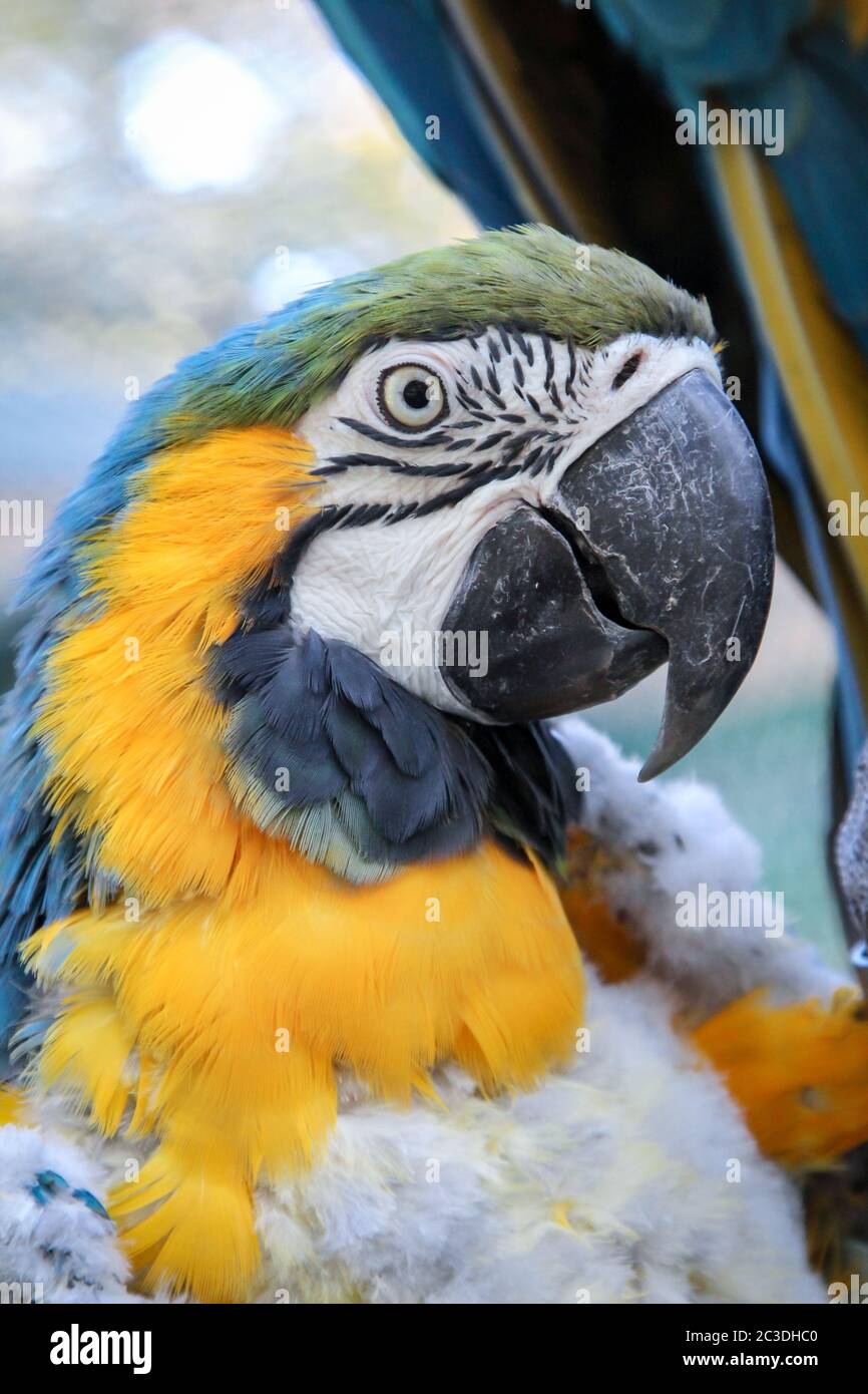 Portrait of a macaw in the moult Stock Photo