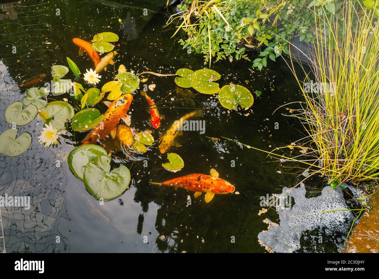 Koi Carp In A Pond Seen From Above Just After Feeding Reeds And Water Lillies Are In The Pond Stock Photo Alamy