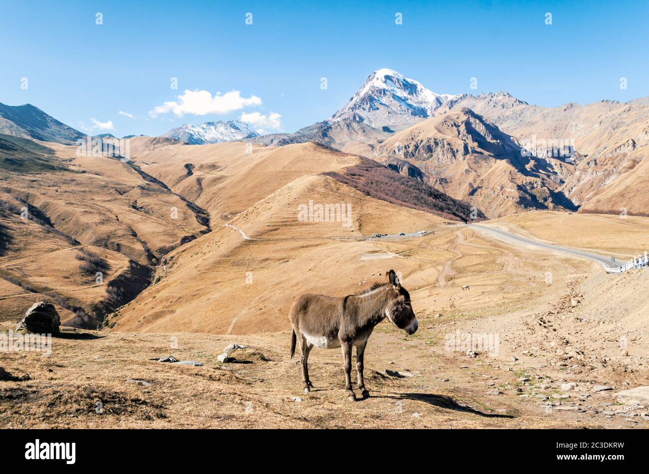 donkey by the cliff with a snowy peak in Georgia Stock Photo