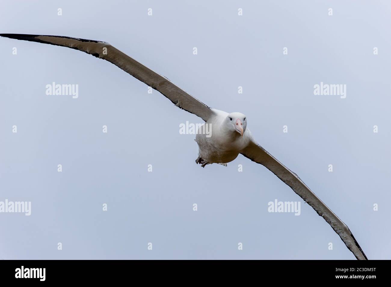 A southern royal albatross (Diomedea epomophora) flying in for landing on Enderby Island, a sub-Antarctic Island in the Auckland Island group, New Zea Stock Photo