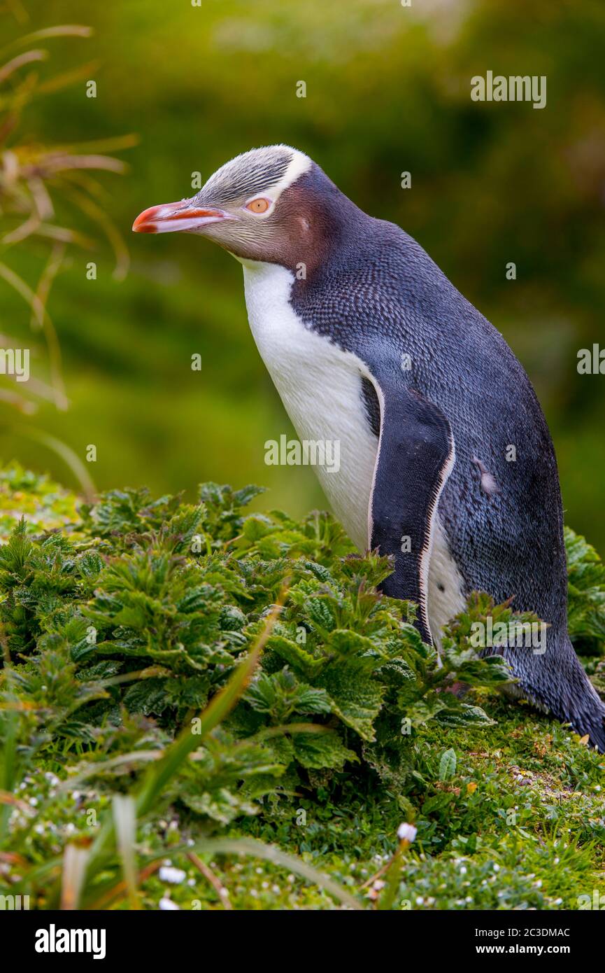 A Yellow-eyed penguin (Megadyptes antipodes) on a slope on Enderby Island, a sub-Antarctic Island in the Auckland Island group, New Zealand. Stock Photo