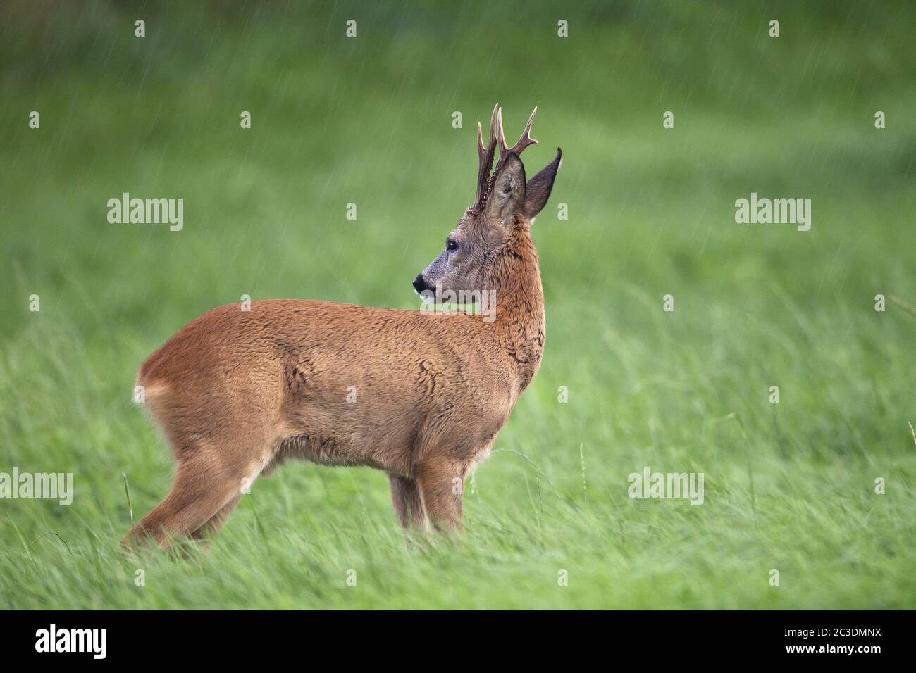 Roebuck in the rut observes a grazing female Roe Deer Stock Photo