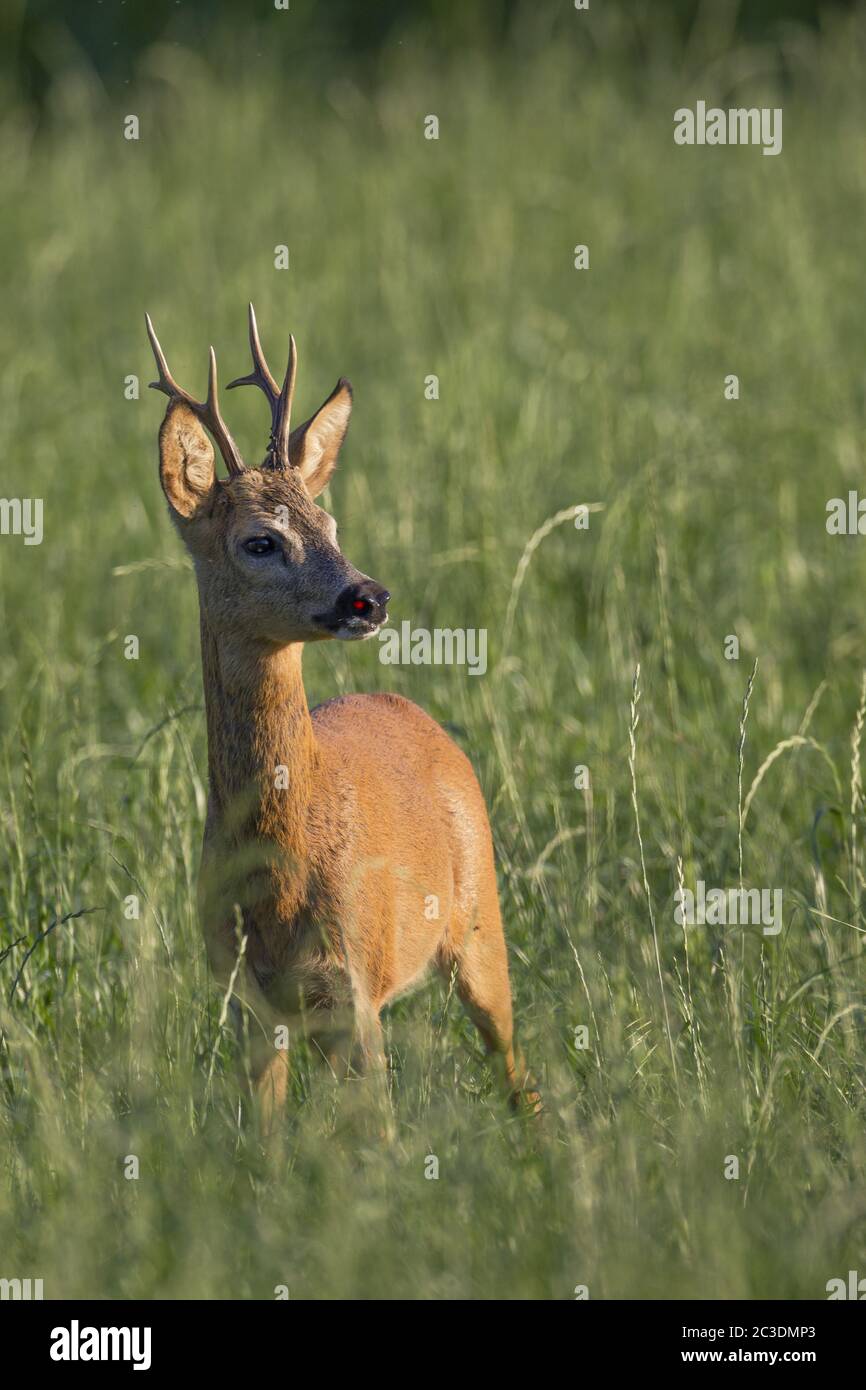 Roebuck in the rut searches a female Roe Deer Stock Photo