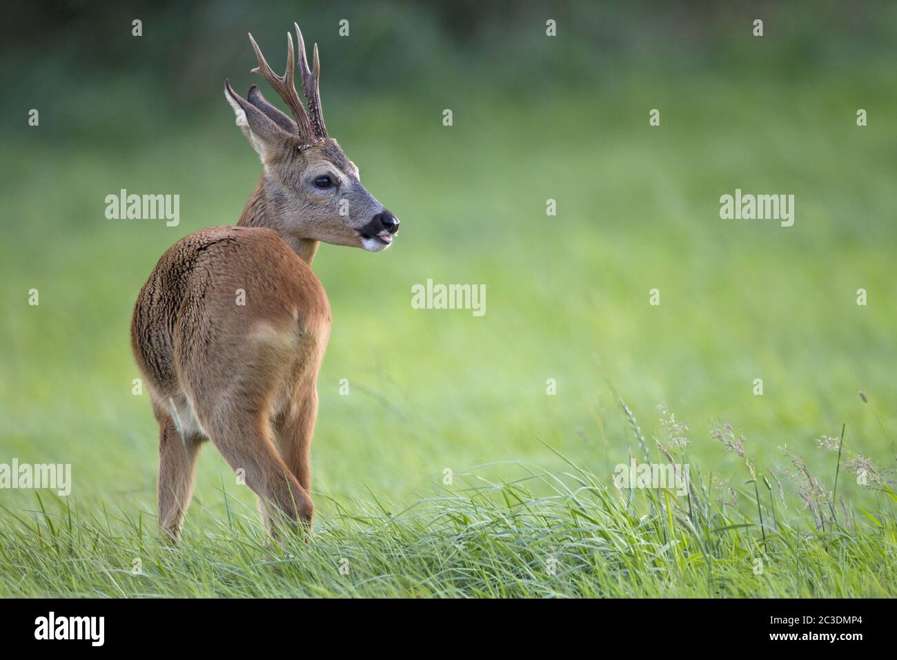 Roebuck in the rut observes a grazing female Roe Deer Stock Photo