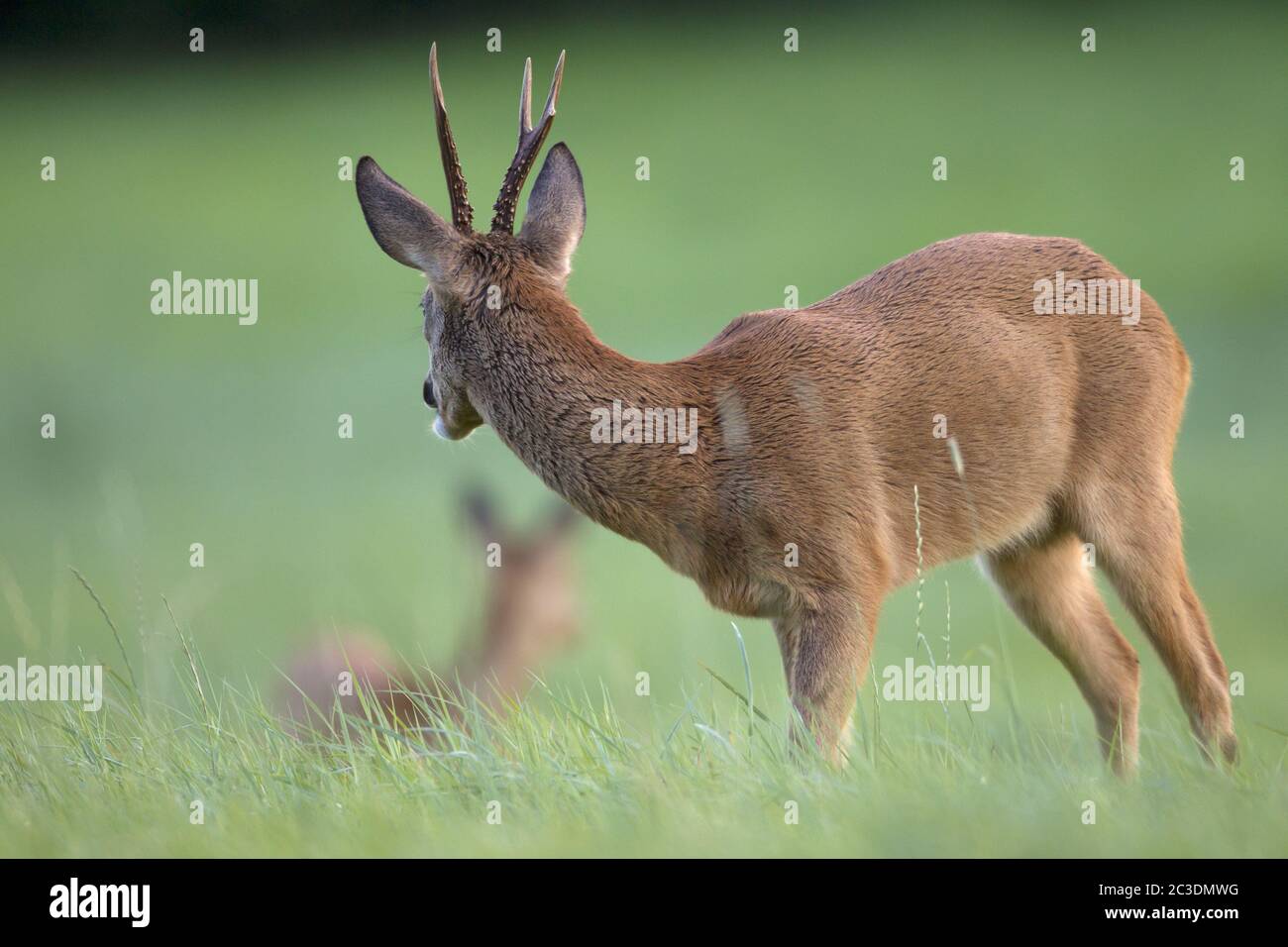 Roe Deer male in the rut observes a grazing female Roe Deer Stock Photo