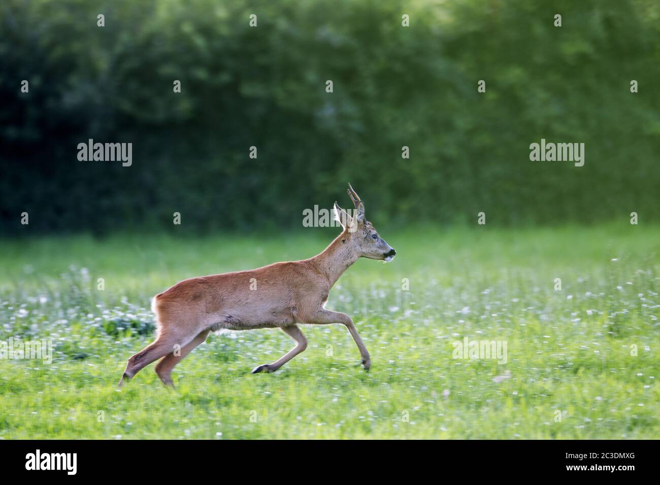 A very old Roebuck chases a doe in the mating season Stock Photo