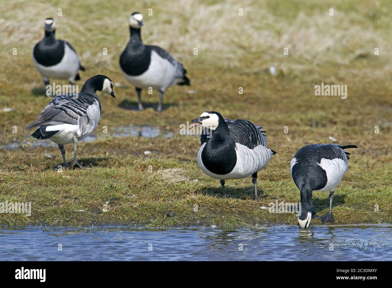 Barnacle Geese during the spring migration Stock Photo