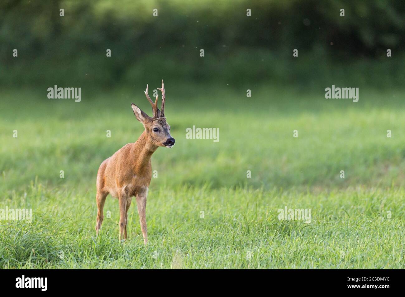Roebuck imposes a female Roe Deer in the rut Stock Photo