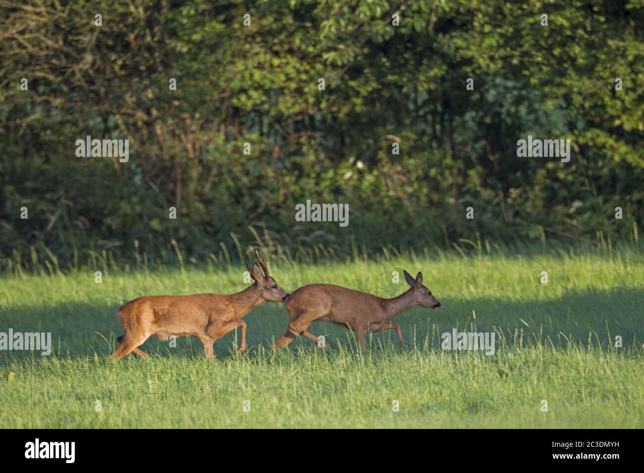Roebuck pursues a female Roe Deer in the rut Stock Photo