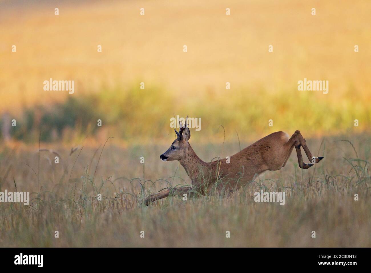 With wide jumps, a Roebuck follows a female Roe Deer in the mating season Stock Photo