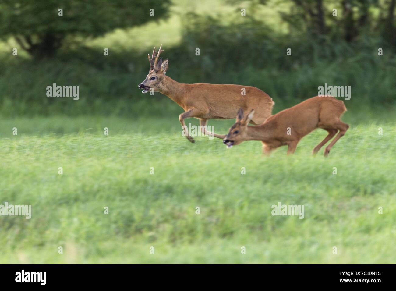 Roebuck pursues a female Roe Deer in the rut Stock Photo