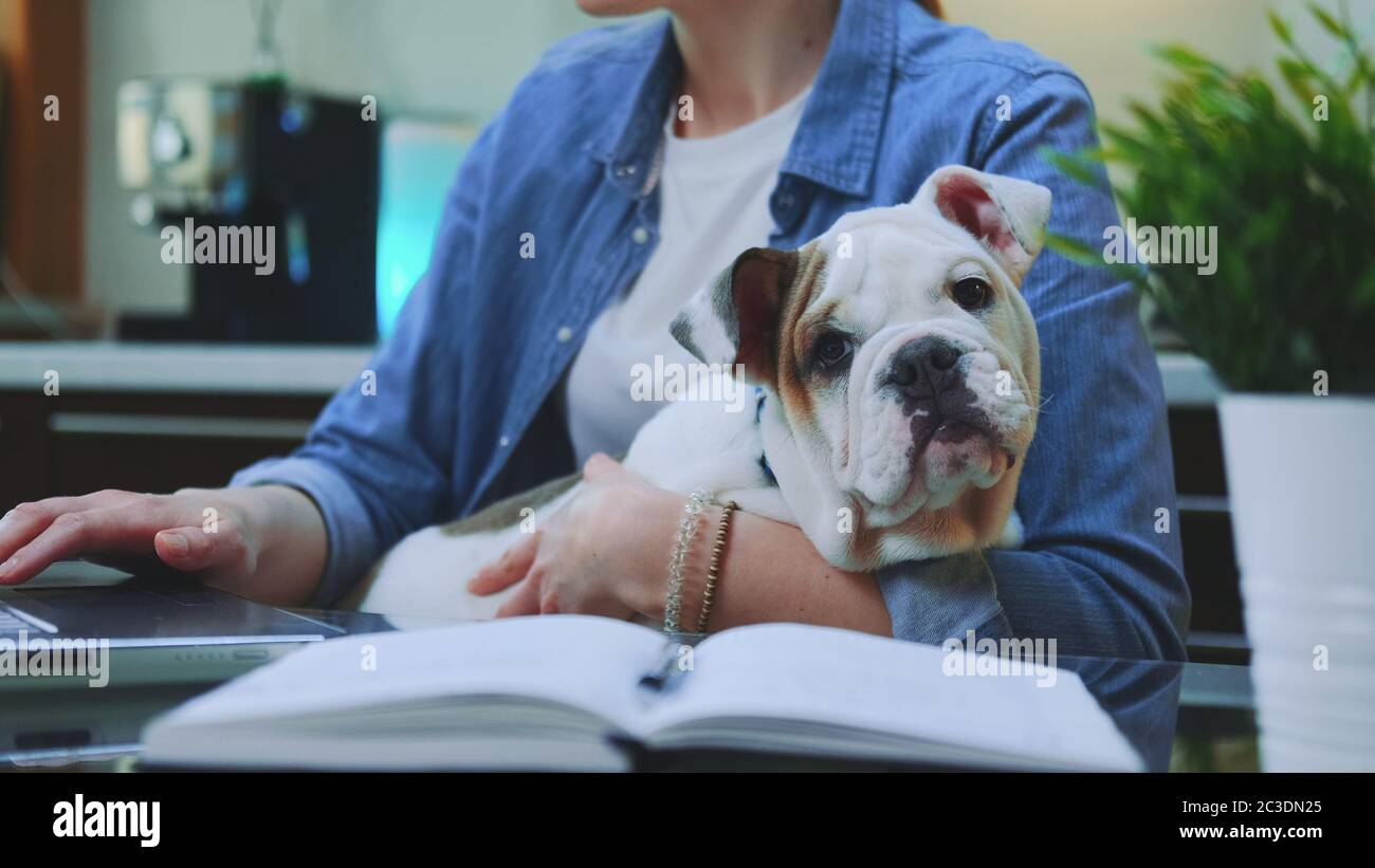 Close-up shot of a small bulldog sitting on woman's hands while she working on the computer at home. Stock Photo