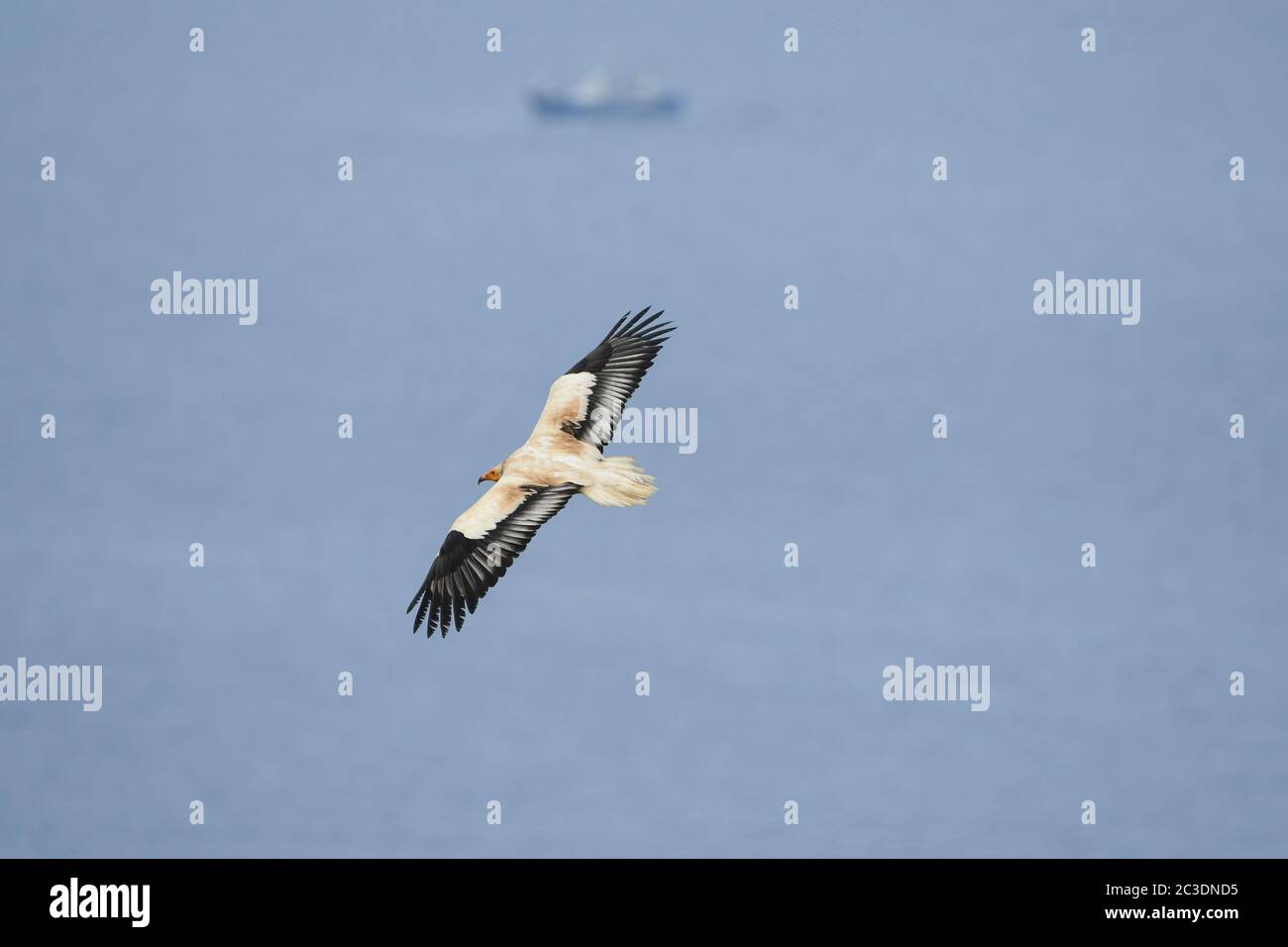 Egyptian vulture in flight over the sea with a boat in the background Stock Photo