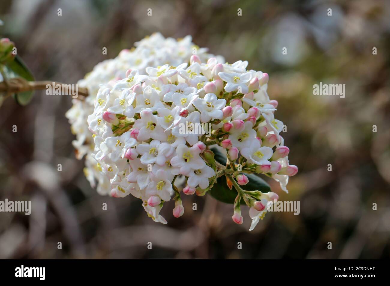 beautiful white flowers on a bush or tree Stock Photo