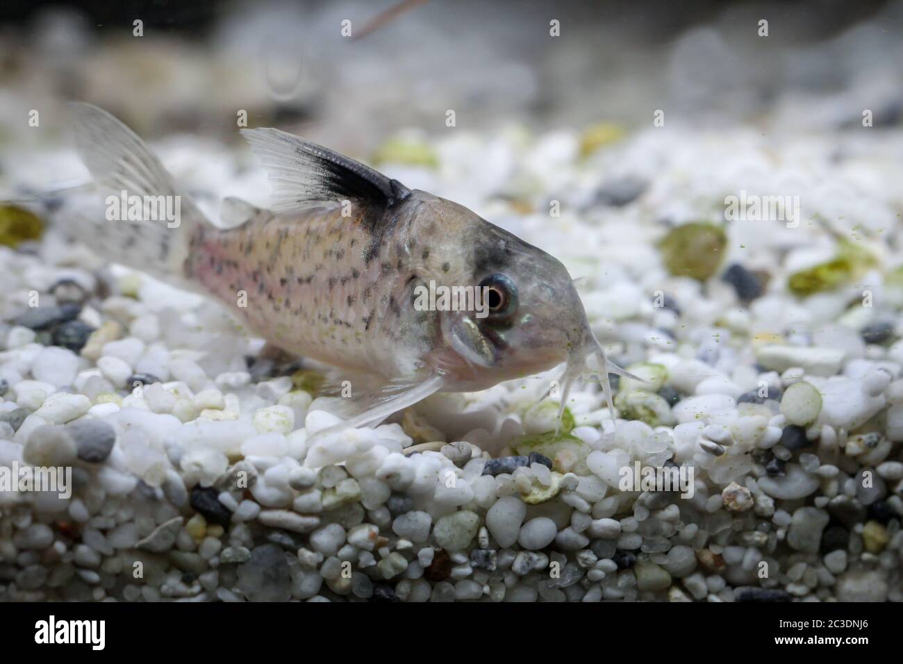 A black finned catfish in the aquarium Stock Photo Alamy