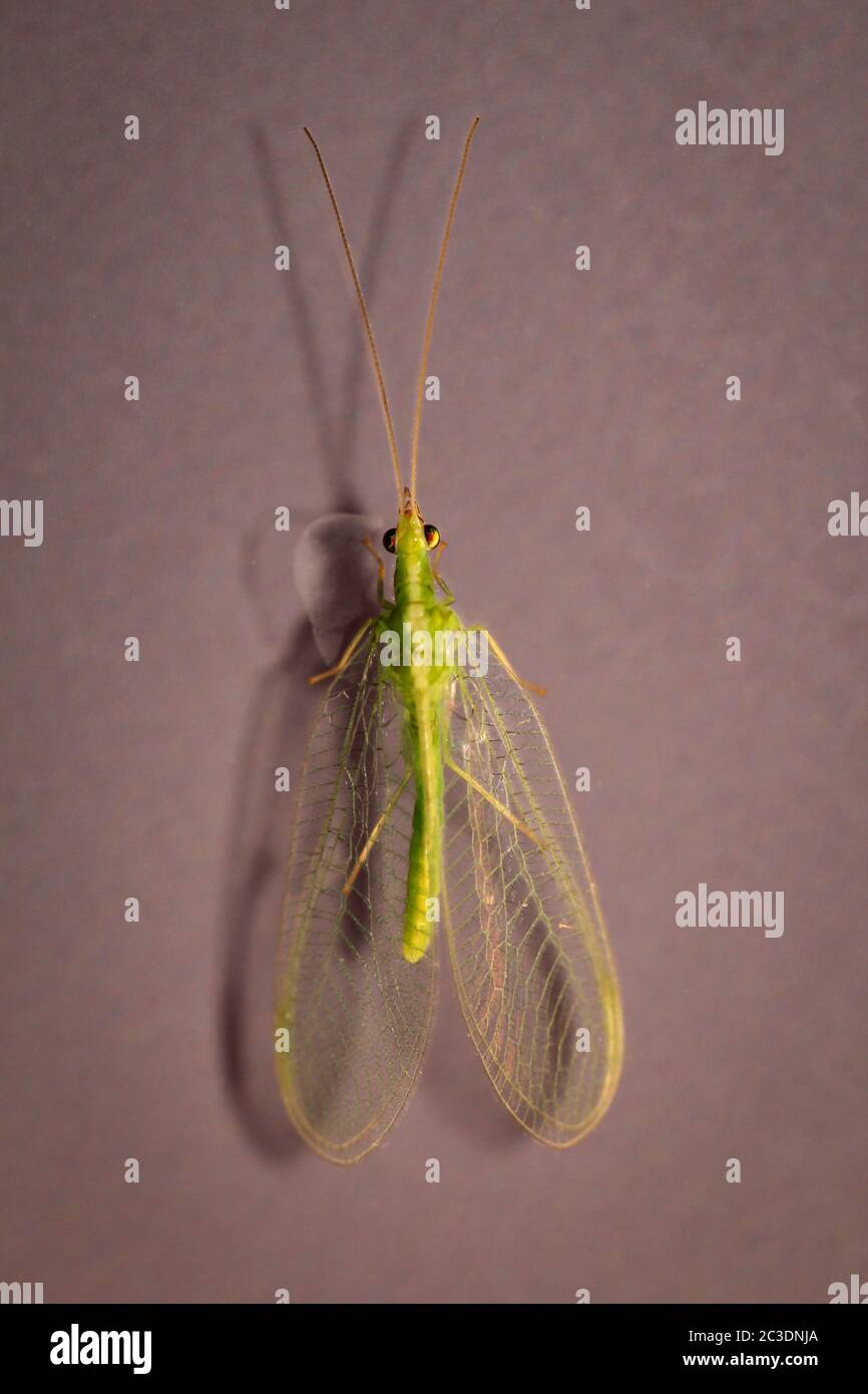 A net wing (Neuroptera, syn .: Planipennia) also called adhesive Stock Photo