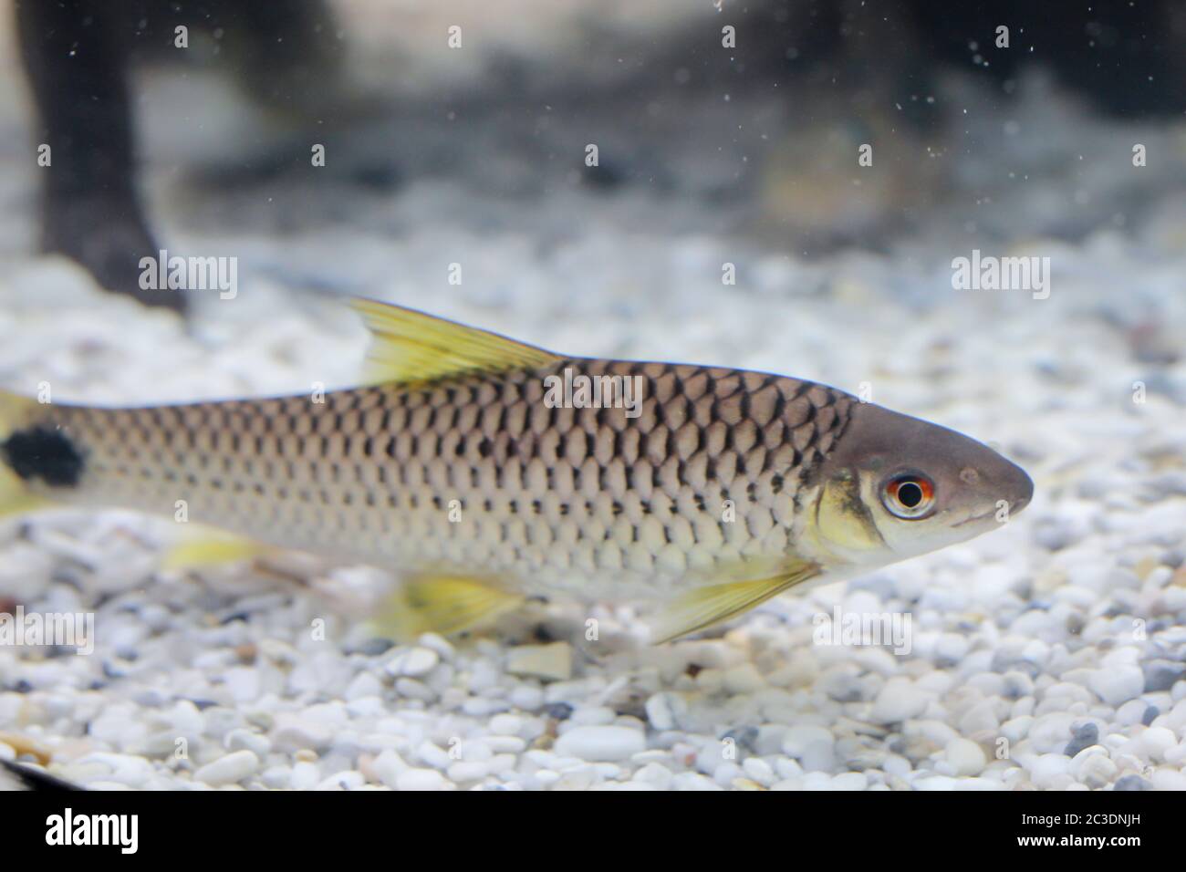 a large net brush algae eater, an algae-eating fish in the aquaurium Stock Photo