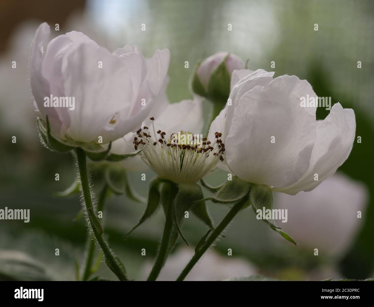 Blackberry flowers, Reuben close up Stock Photo