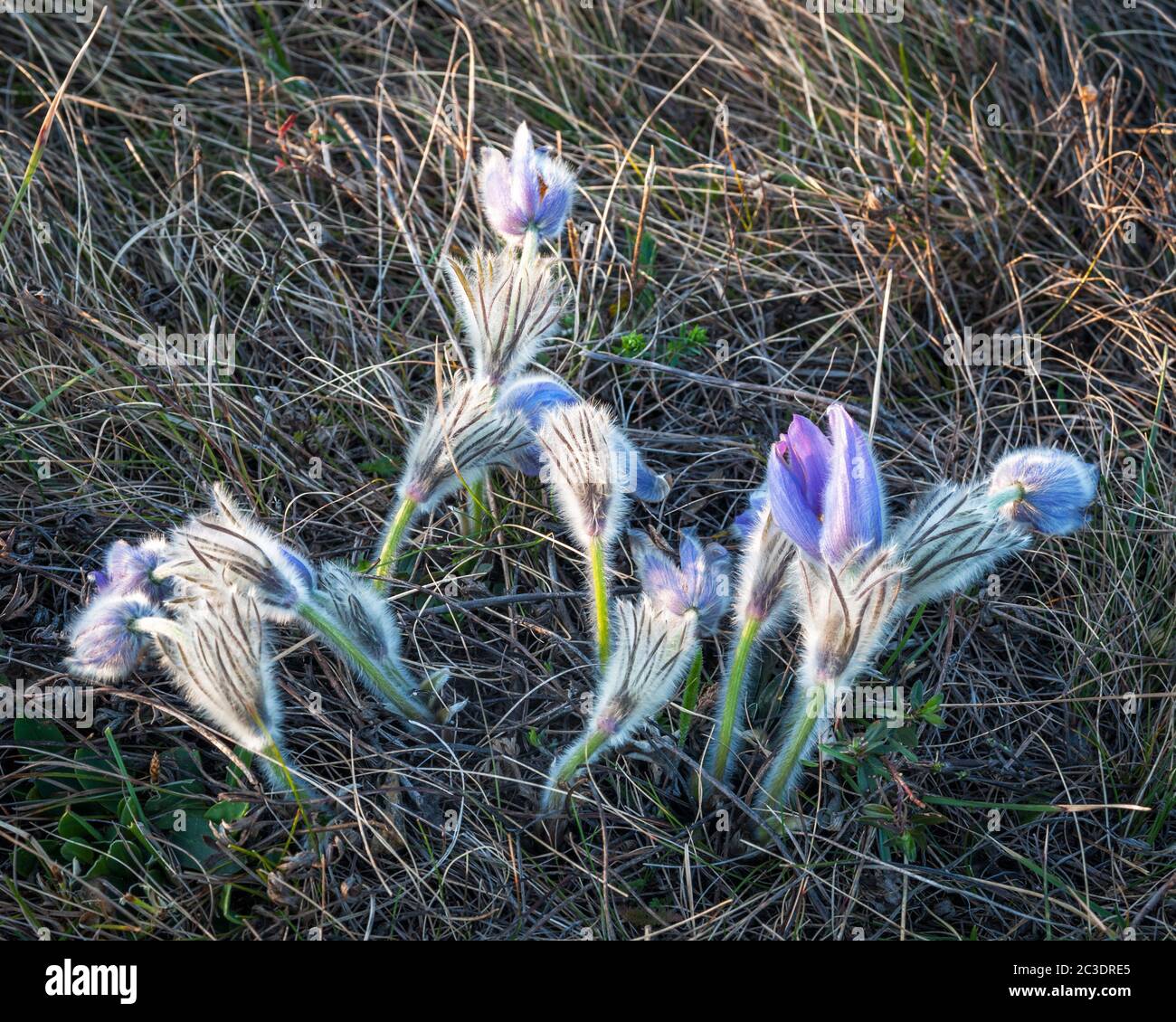 Crocus in Spring in a meadow Stock Photo