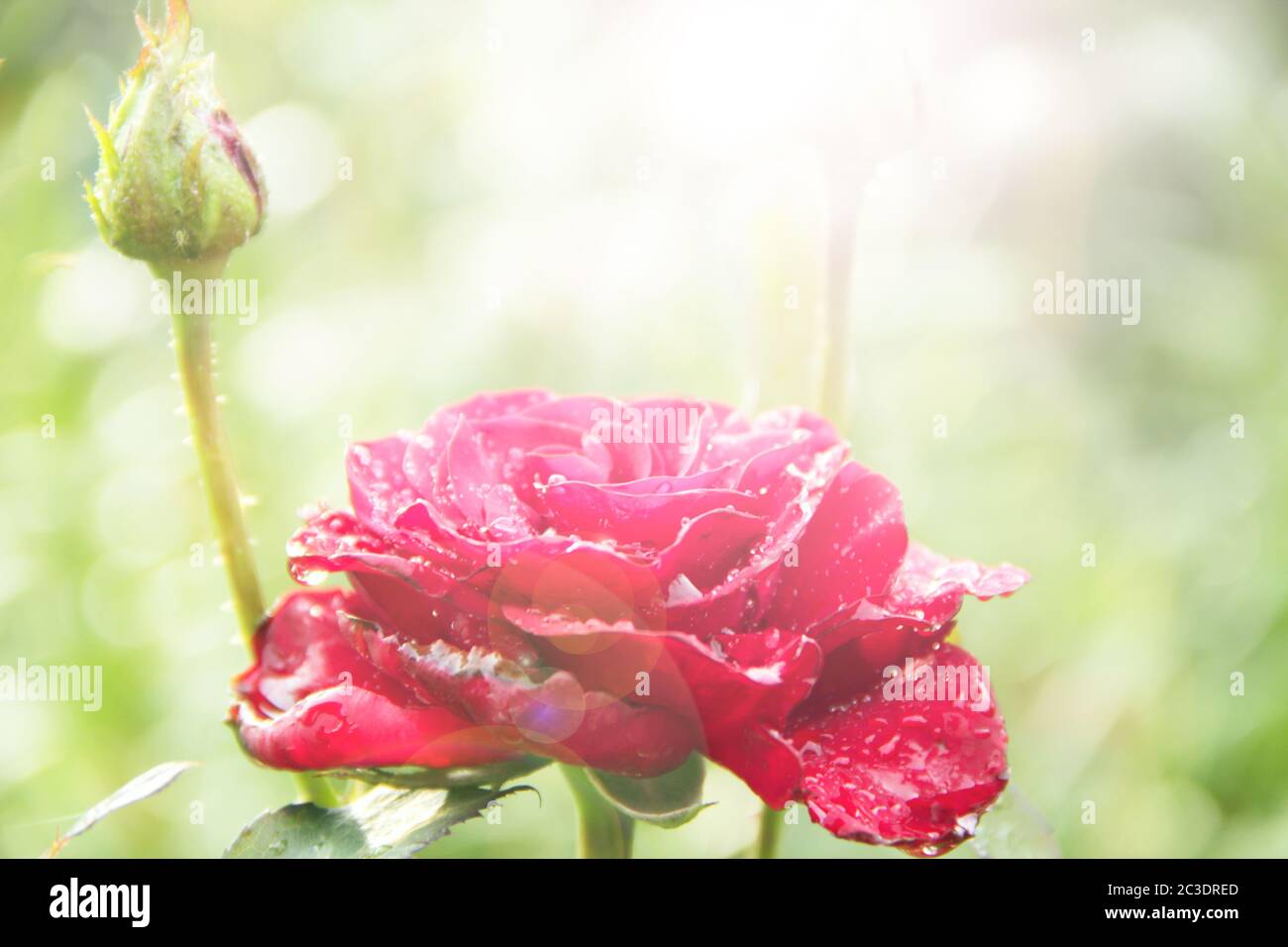 Red rose in garden in sunlights on blurry green background. Copy space ...