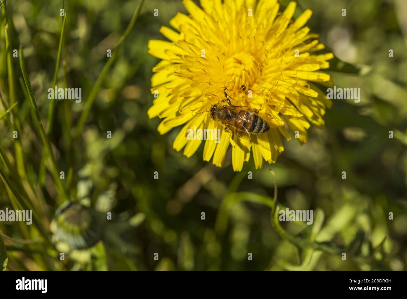 Macro view of bee on yellow dandelion isolated. Gorgeous nature ...